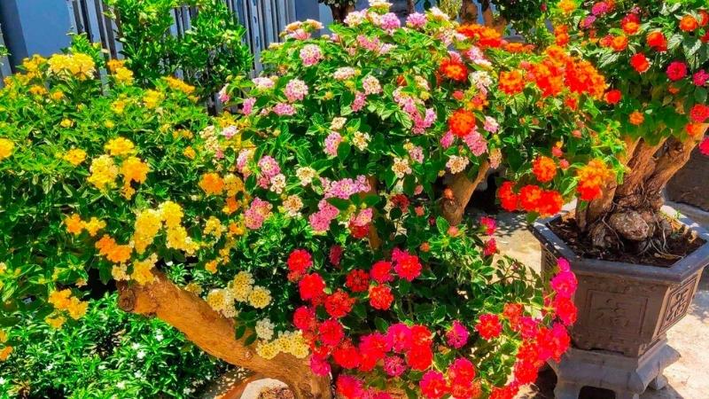 Tác dụng trang trí, làm cảnh