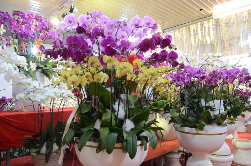 Lan hồ điệp được tặng vào những dịp nào?