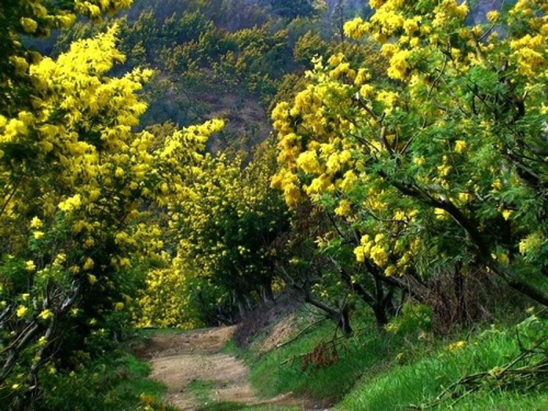 Nguồn gốc hoa mimosa