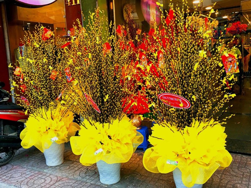 Nụ tầm xuân màu vàng