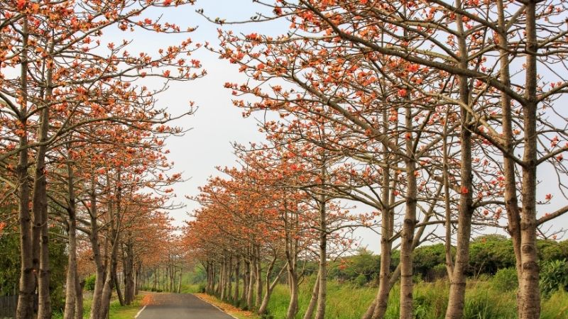 Cách trồng cây hoa gạo tại nhà