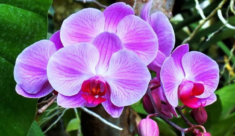 Hoa lan hồ điệp tím