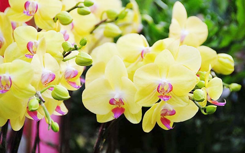 Hoa lan hồ điệp vàng