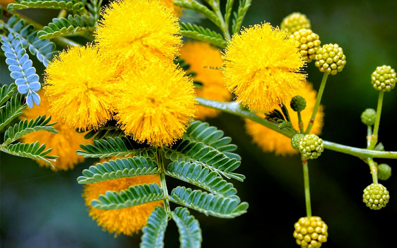 Ý nghĩa của hoa mimosa