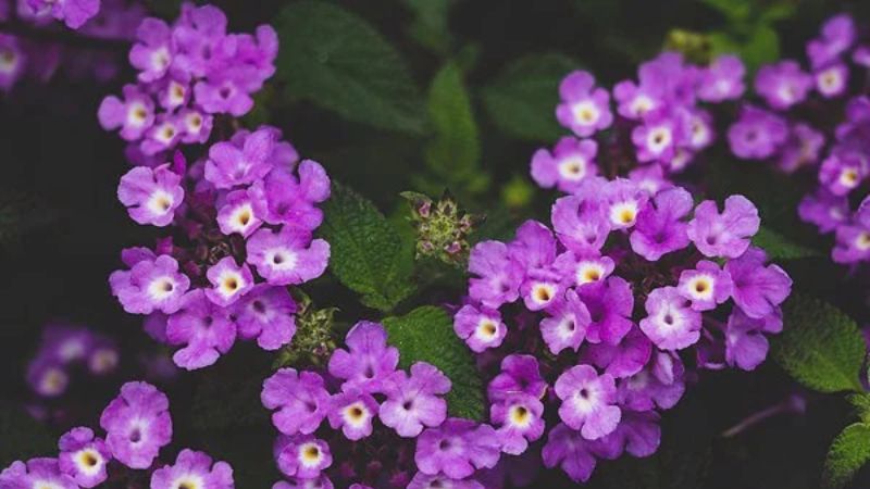 Ý nghĩa phong thủy của hoa ngũ sắc