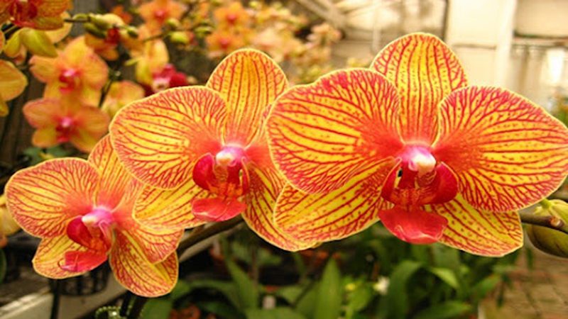 Hoa lan hồ điệp cam