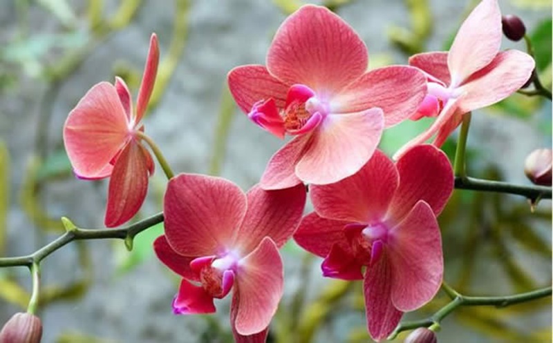 Hoa lan hồ điệp đỏ