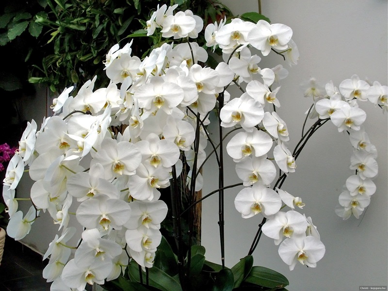 Hoa lan hồ điệp trắng