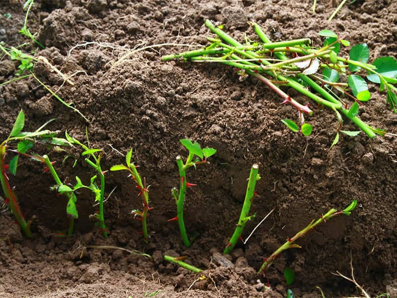 Cách giâm cành hồng trên đất