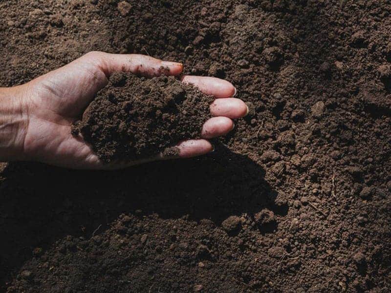 Loại đất phù hợp và cách làm đất trồng cây hoa hồng