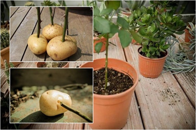 Cách giâm hoa hồng bằng cành với củ khoai tây