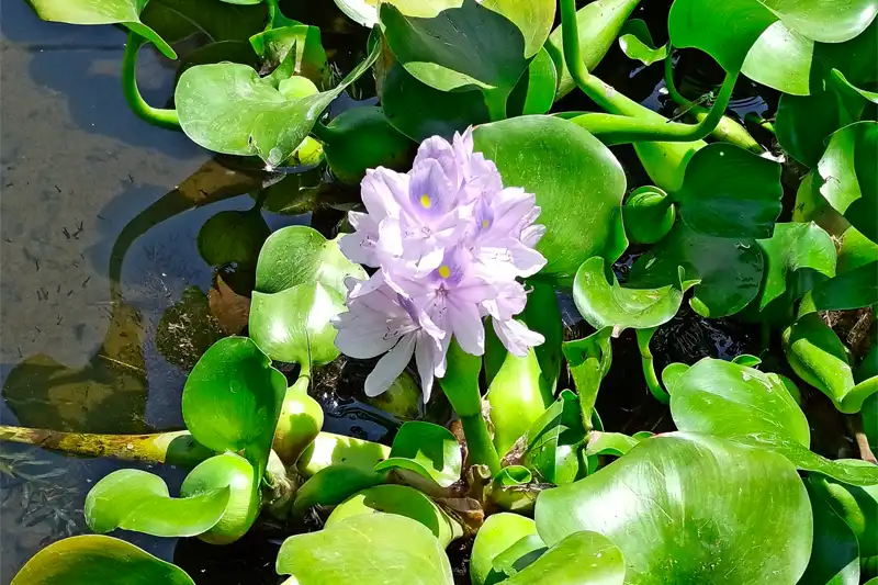 Cách trồng cây lục bình
