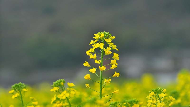 Cành hoa cải vàng đẹp