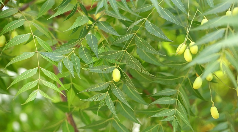 Cây neem