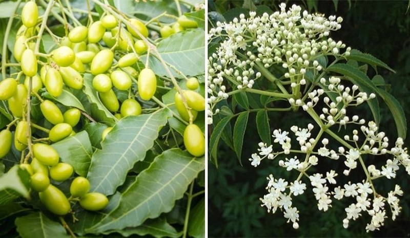 Chữa bệnh