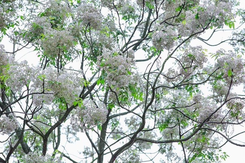 Xoan là loài cây mang nhiều độc tính