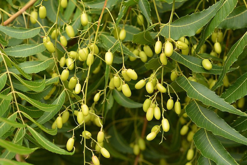 Xoan nhừ