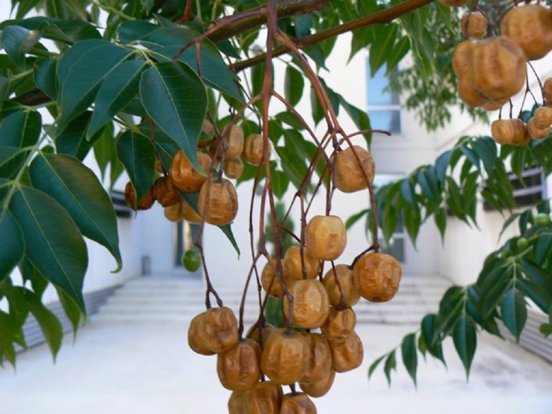 xoan quả to