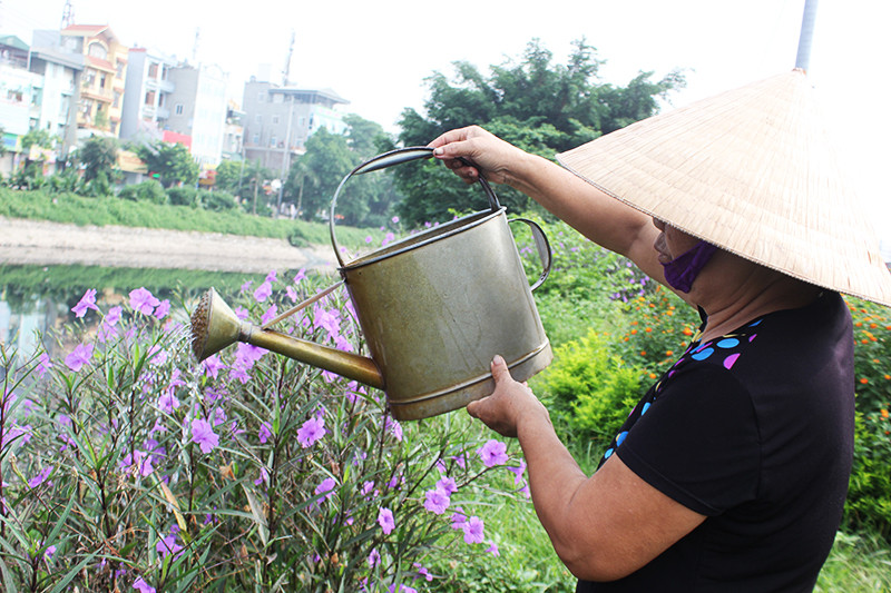 Chăm sóc cây chiều tím