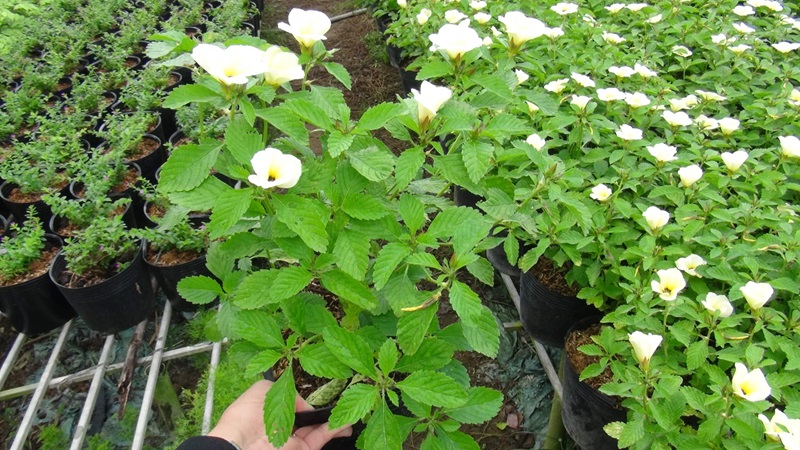 Chăm sóc cây đông hầu