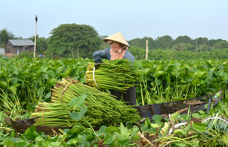 Công dụng của hoa lục bình