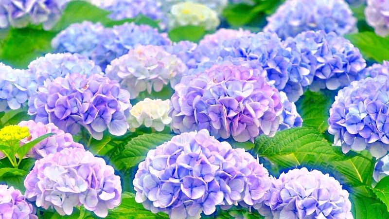 Đặc điểm của hoa Cẩm Tú Cầu