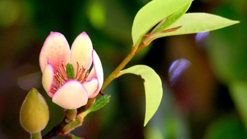 Đặc điểm của hoa hàm tiếu