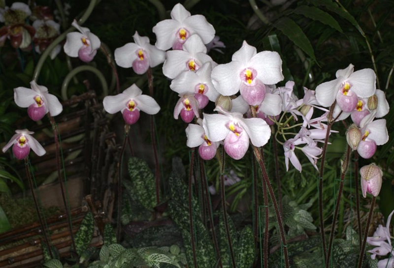 Nhóm địa lan hài