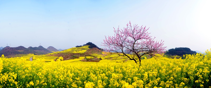 Hoa cải vàng hợp mệnh gì, tuổi gì?