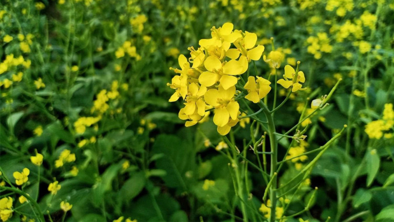 Hoa cải là hoa gì?
