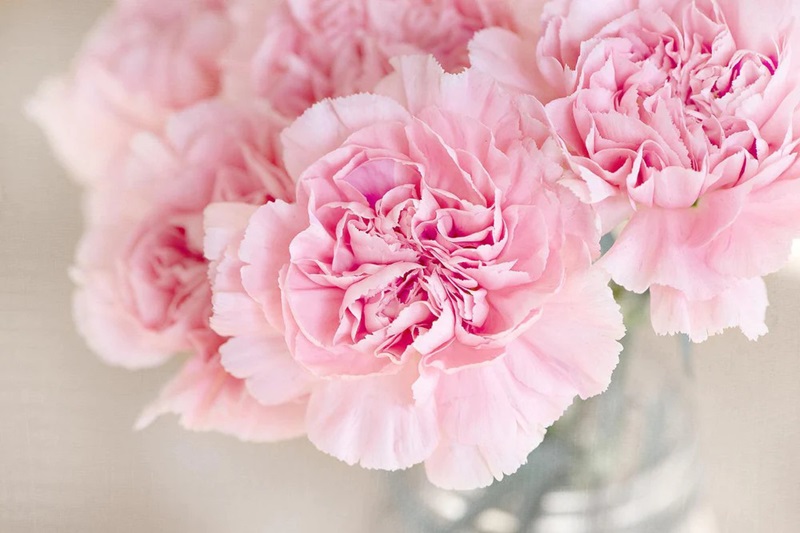 Hoa cẩm chướng Rose bowl (chén hồng)