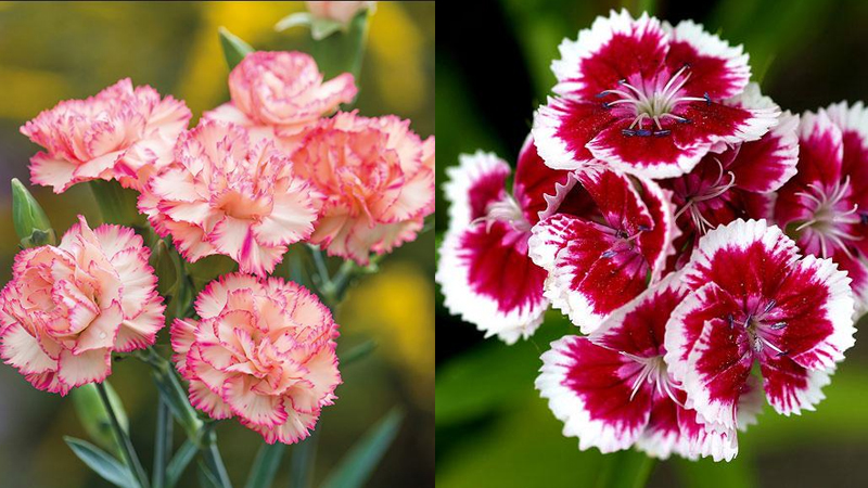 Hoa cẩm chướng Rock pink (hồng đá)
