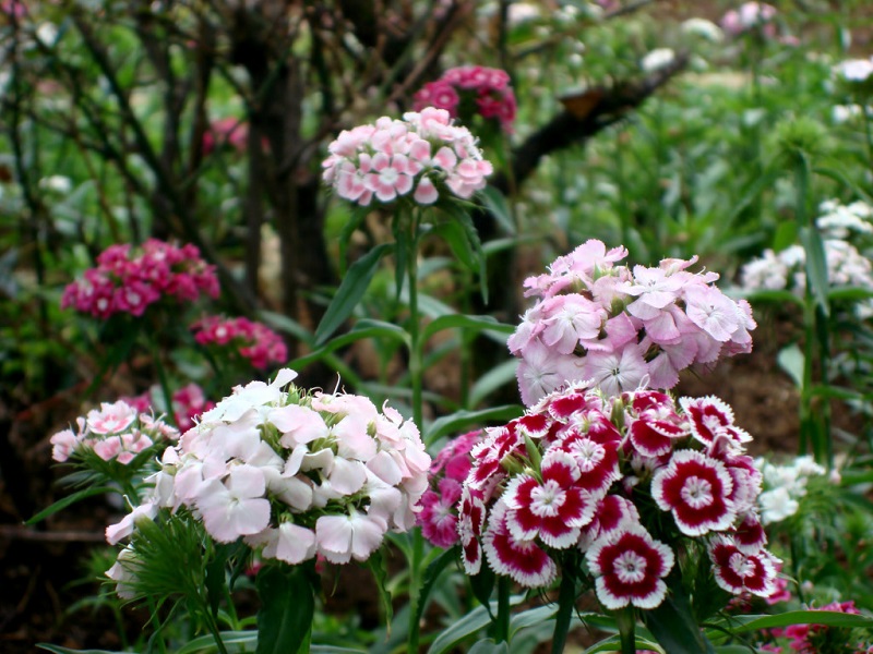 Hoa cẩm chướng Sweet William