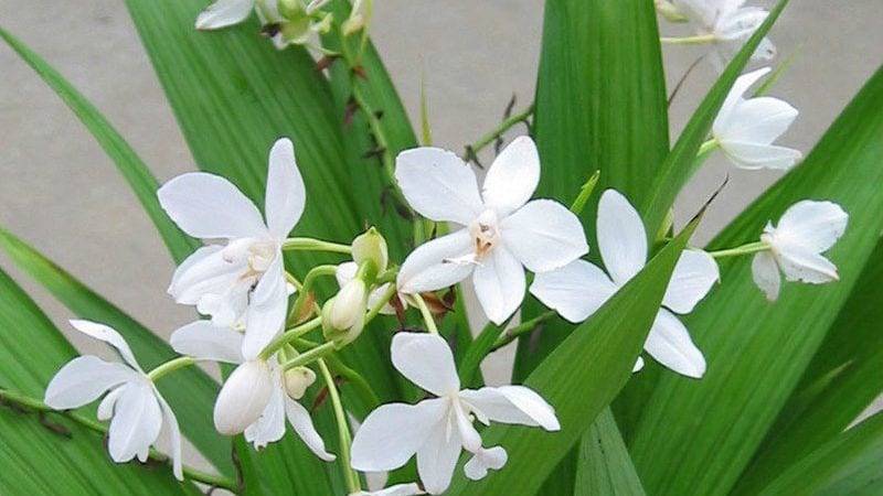 Hoa địa lan trắng