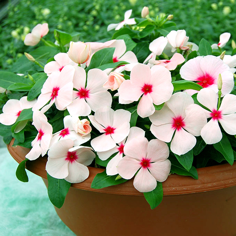 Cây hoa dừa cạn lùn