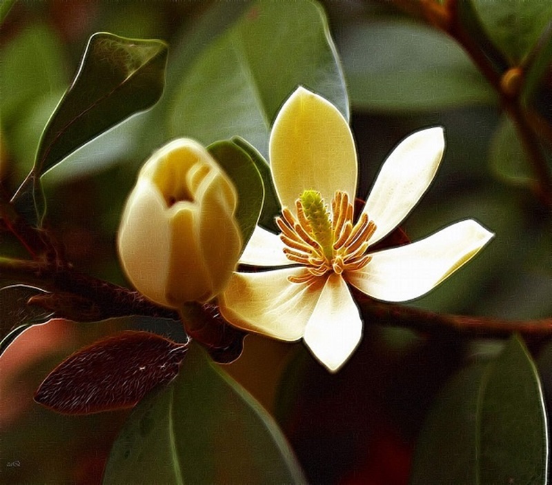 Hoa lan tiêu cam