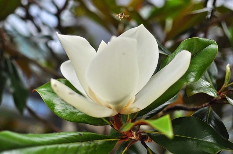 Hoa lan tiêu trắng