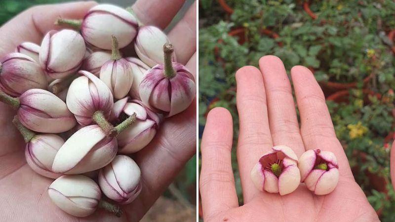Tác dụng thư giản tinh thần, dùng làm trà