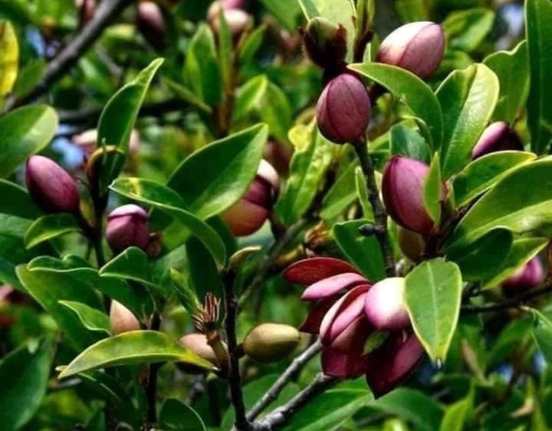 Hoa lan tiêu rừng