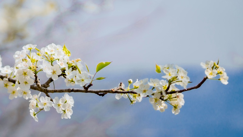 Hoa lê Tây Bắc