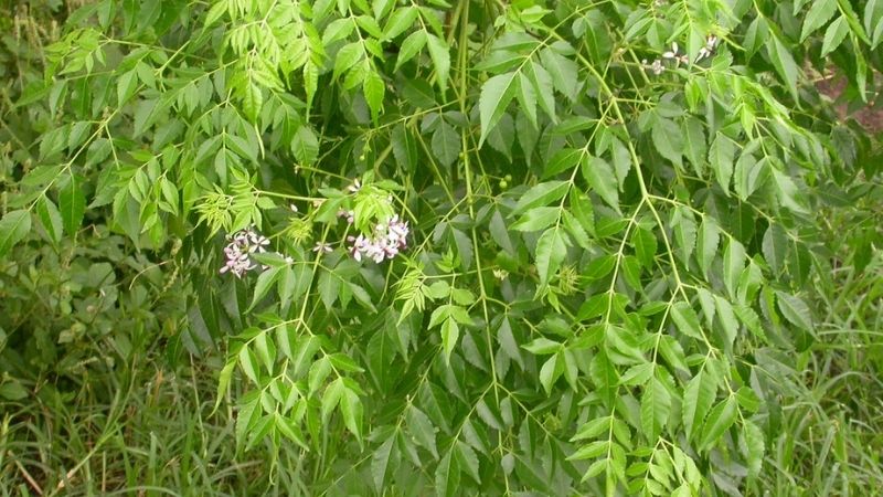 Làm thuốc trừ sâu