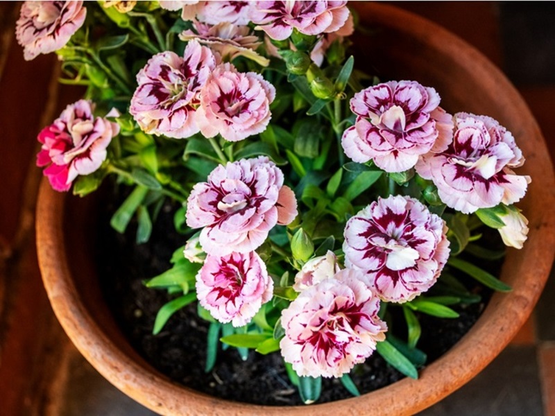 Trồng hoa cẩm chướng tại nhà