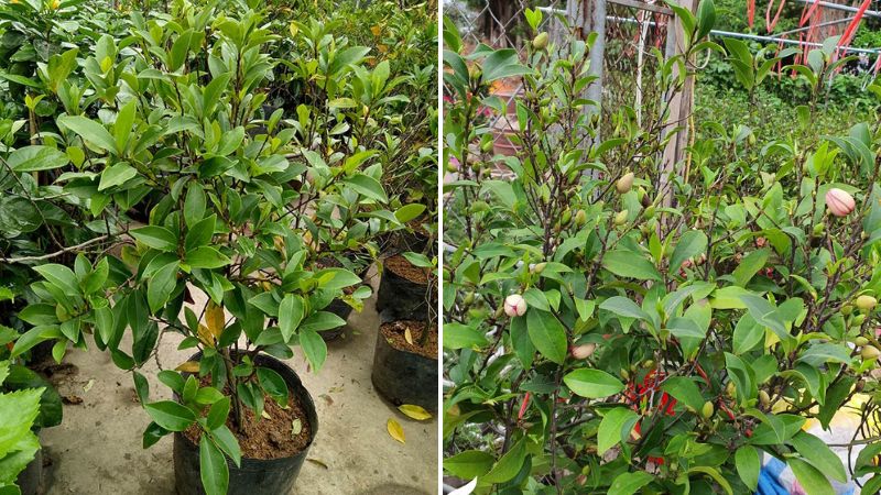 Cách trồng Hoa Hàm Tiếu