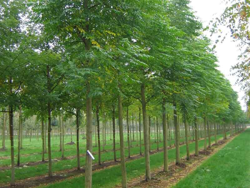 Cách trồng cây xoan