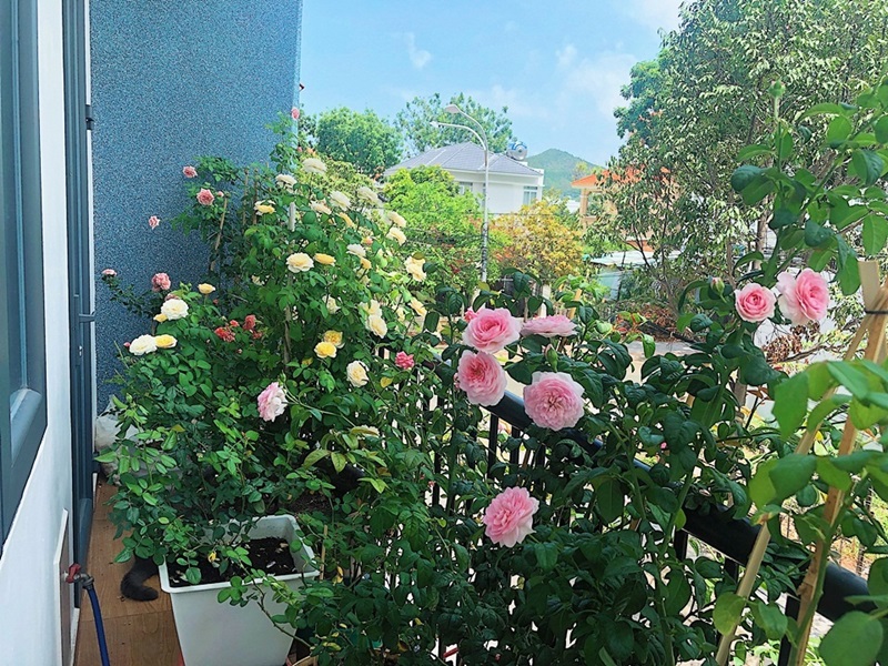 Vị trí đặt cây