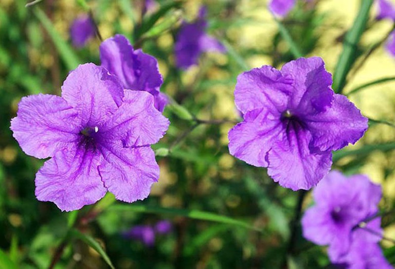 Ý nghĩa của cây chiều tím