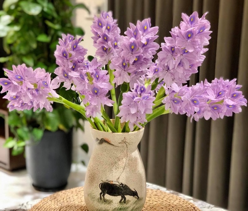 Hoa lục bình màu tím