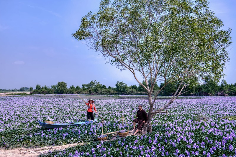 Ý nghĩa hoa lục bình trong đời sống người Việt Nam