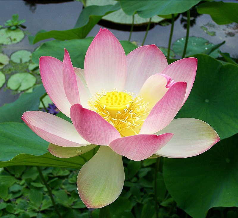 Hoa sen Trung Quốc