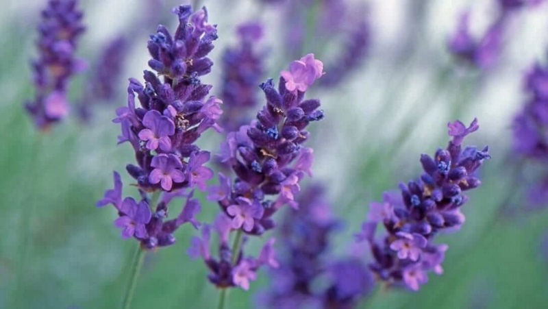 Nguồn gốc hoa Lavender